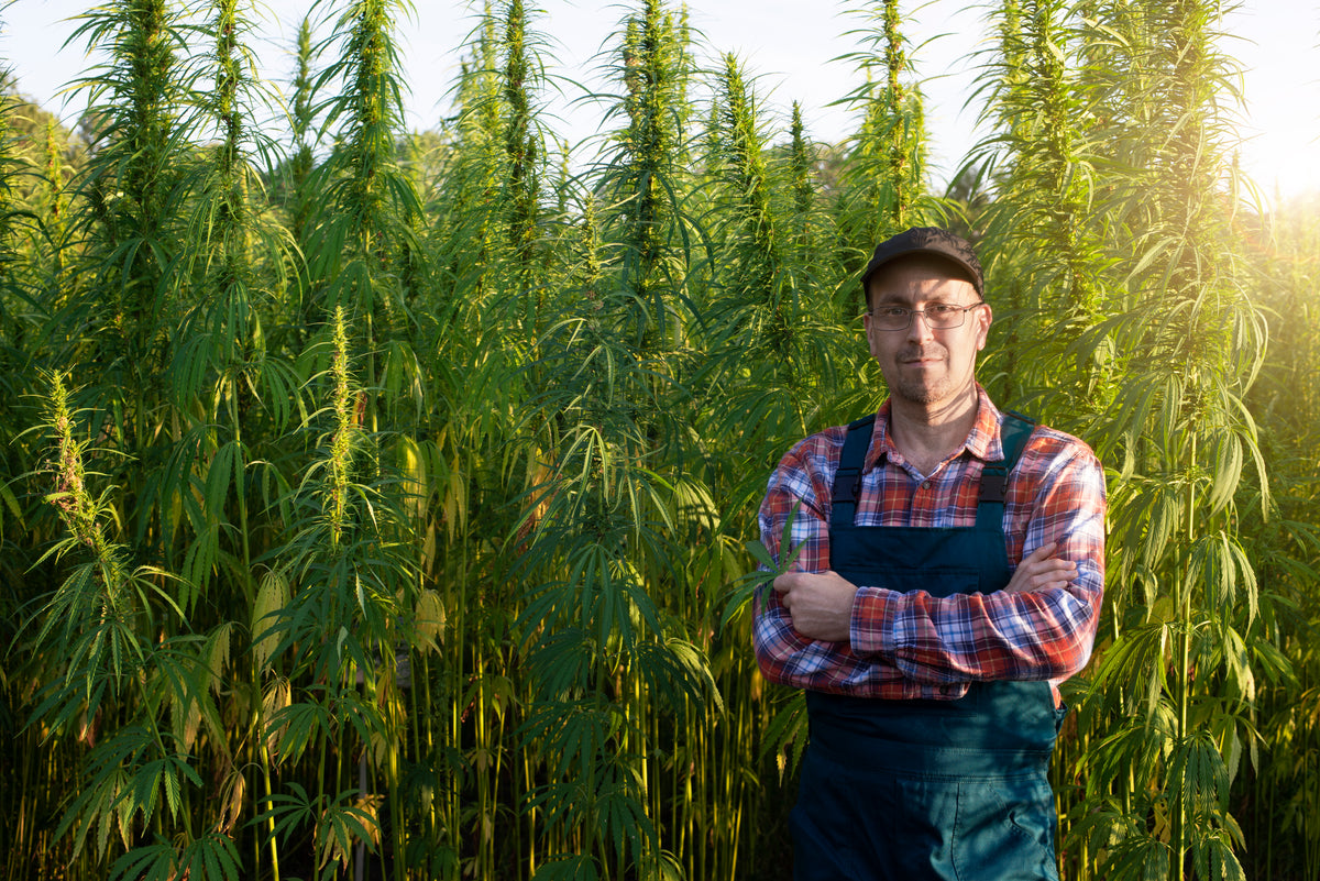 A Brief History of Hemp in America
